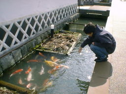 津和野町の道路沿いの川で泳ぐ鯉とそれを眺める私