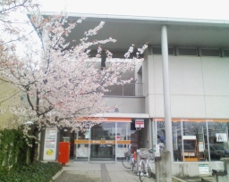 萩郵便局玄関前の桜
