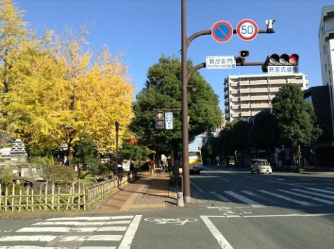 熊本県庁の銀杏並木の美しさにうっとりした