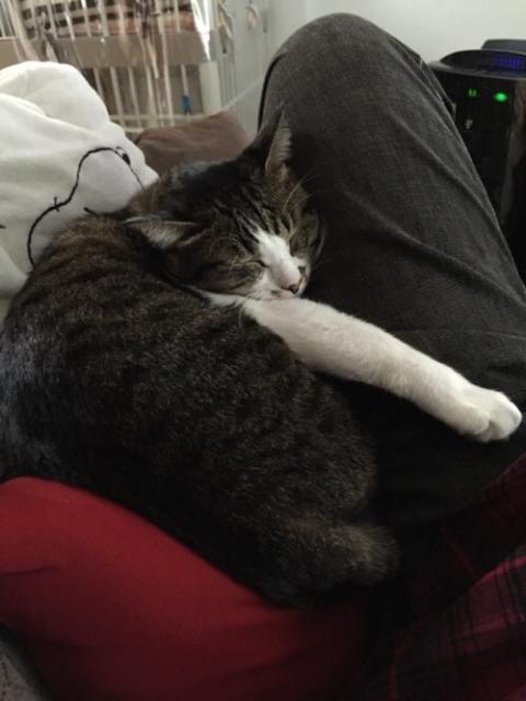左脚を枕に眠る猫―ゆきお