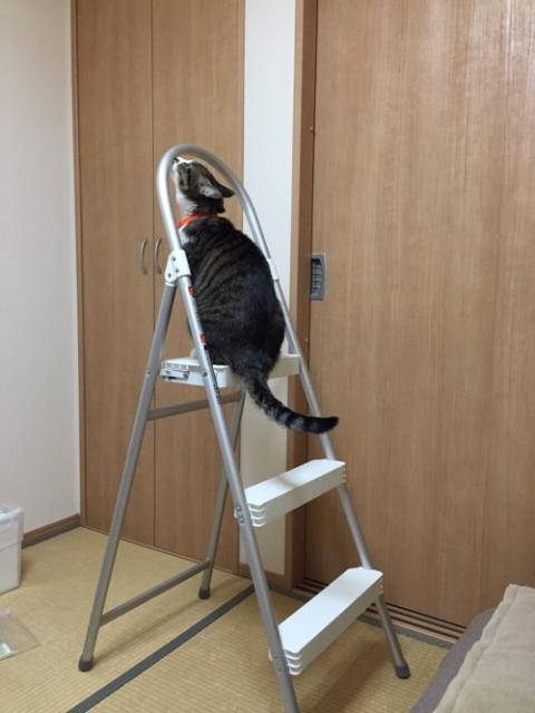 脚立に登る好奇心旺盛な猫ーゆきお