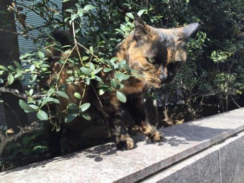 ビル前の植木から現れた茶色の野良猫-東京都港区新橋6丁目