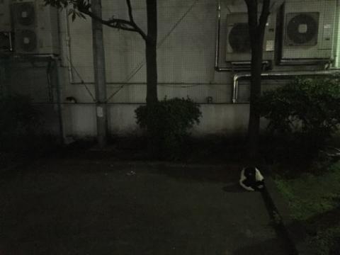 夜の桜田公園の猫2匹-はいってはいけませんの看板付近