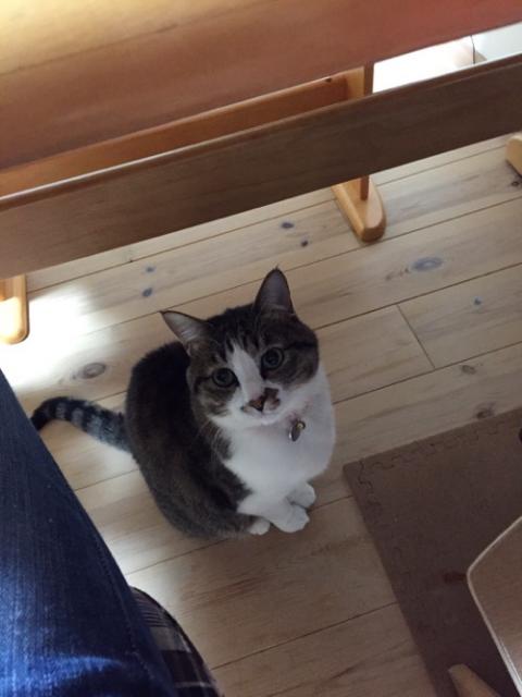 テーブルの下から物欲しそうな目で見てくる猫-ゆきお