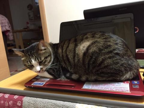 ノートパソコンのキーボードの上で寝る猫-ゆきお