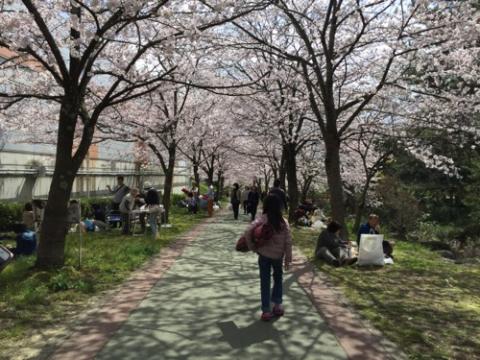 松山市の石手川沿いの桜でお花見をした