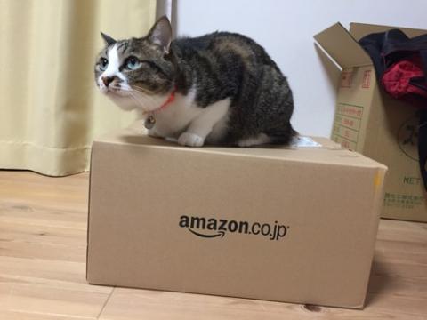 Amazonの箱(XL06)に座る猫-ゆきお