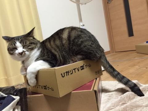 「ひかりTV ゲーム」の段ボール箱の上で眠る猫-ゆきお