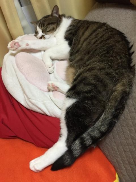 スヌーピーの肉球クッションの上で肉球を見せながら眠る猫-ゆきお