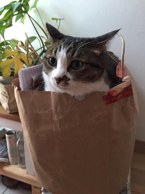 紙ゴミの入った紙袋の中から顔を出す猫-ゆきお