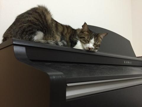 KAWAI電子ピアノの上でお尻付近の毛をぶわっと逆立てて眠る猫-ゆきお