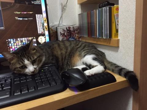 Microsoftキーボードに顎を乗せてゲームを邪魔する猫-ゆきお