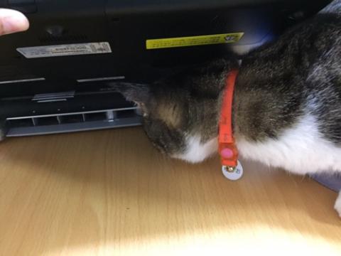 ノートPCの下に隠された耳かきを必死になって探す猫-ゆきお