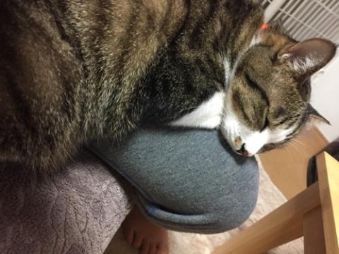 ソファに座る私の膝の上に頭を乗せて眠る猫-ゆきお