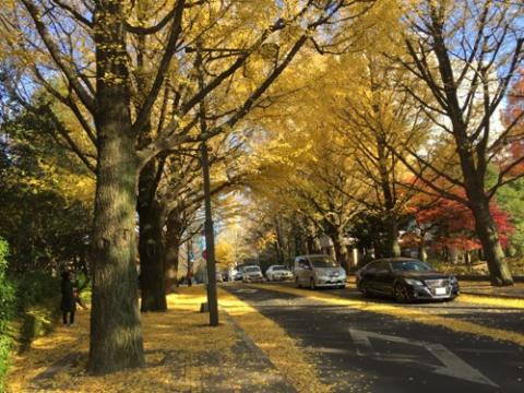 宮城県庁前のイチョウの黄葉、落葉が綺麗