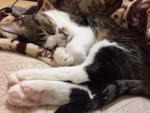 後ろ足の薄いピンク色の肉球を重ねて幸せそうに眠る猫-ゆきお