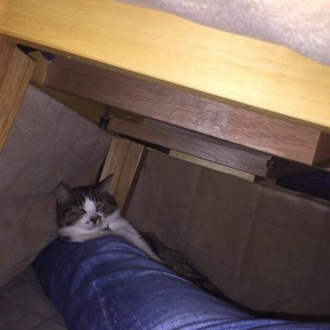 コタツの中で妻の足の上に体をのせて眠る猫-ゆきお