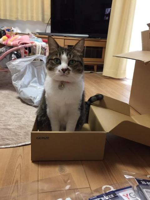 グンゼの箱の中から見つめてくる猫-ゆきお、父よりも娘の下着を好む