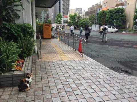 朝、通勤する人達を眺める桜田公園の猫