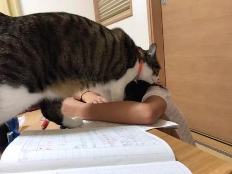 小学六年生の娘のノートの上に乗り宿題を邪魔する猫-ゆきお