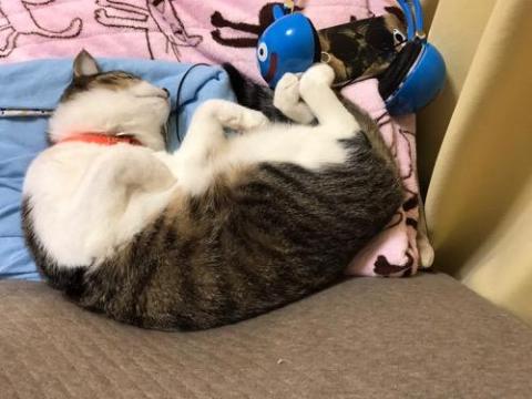 スライムヘッドフォンに両足をそえて眠る猫-ゆきお