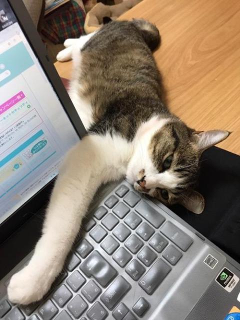 ノートPC・SONY VAIOのキーボードを右前脚で覆って触らせまいとする猫-ゆきお