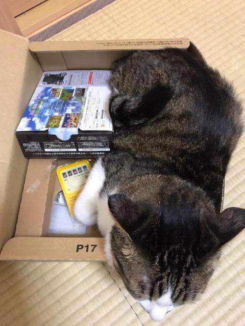 ドラクエ11と2DSの箱があっても気にせずにamazonの箱の中で眠る猫-ゆきお