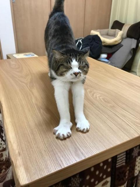 コタツテーブルの上で爪を出しながら伸びをする猫-ゆきお