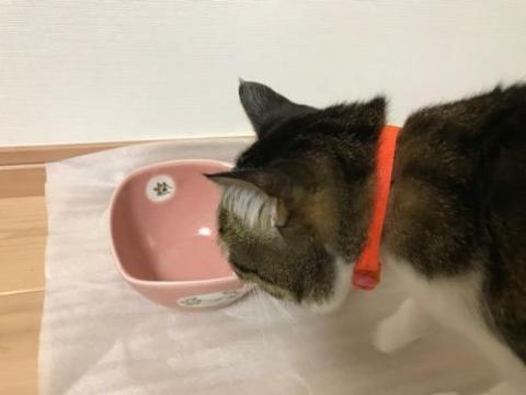 松田窯の砥部焼に興味津々な猫-ゆきおと猫デザインを求める妻