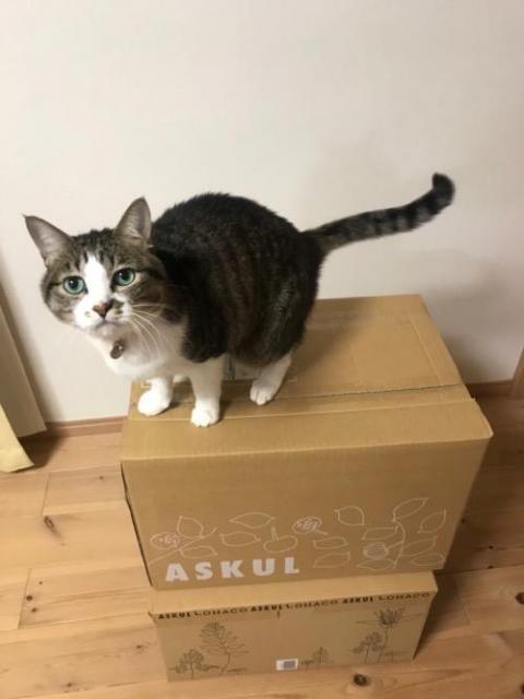 ASKULの箱に乗るかわいらしい猫-ゆきお