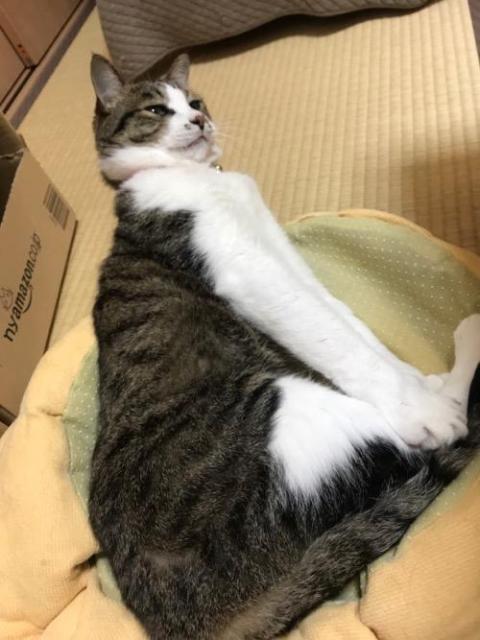 猫ベッドで横になって伸びをする猫-ゆきお、ストレッチの重要性を飼い主に悟らせる