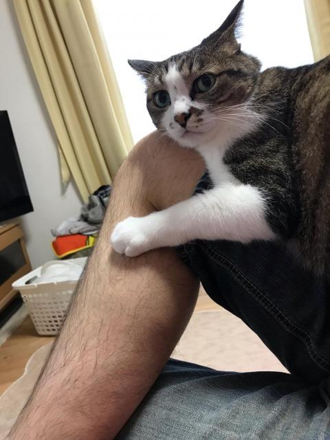 42歳男性の膝にキュッとしがみつき振り返る猫-ゆきおに心身を癒される