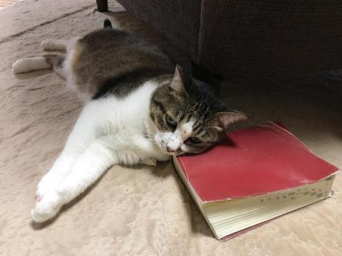 国語辞典を枕にして横になる猫-ゆきお