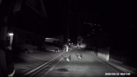 夜の住宅街の道端で交尾する狸 - 星乃岡温泉からの帰り道に遭遇