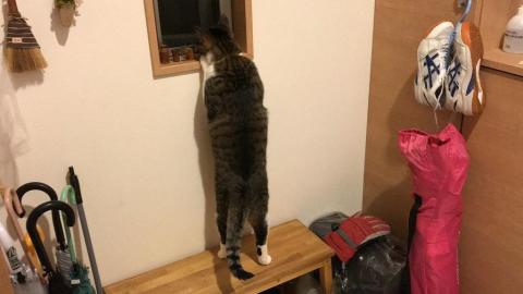 そろりと立ち上がって窓の外を眺める猫-ゆきお