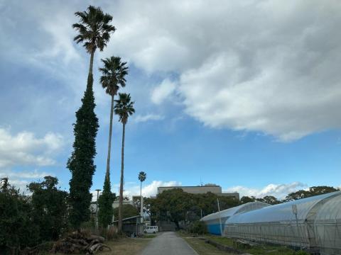 高知大学物部キャンパスの風景、放牧場の土佐あかうし