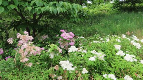 松山総合公園に咲いていたシモツケが綺麗だった