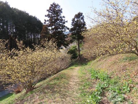 犬寄峠の黄色い丘 菜の花 梅の花 ミモザ 水仙 ロウバイを鑑賞（2026年2月23日）