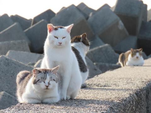 海辺の猫 仲良く寄り添う猫 テトラポットの猫