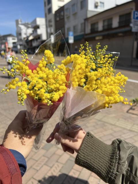 松山城ロープウェイ街でミモザのかわいらしい花をもらった（国際女性デー）（2026年3月8日）