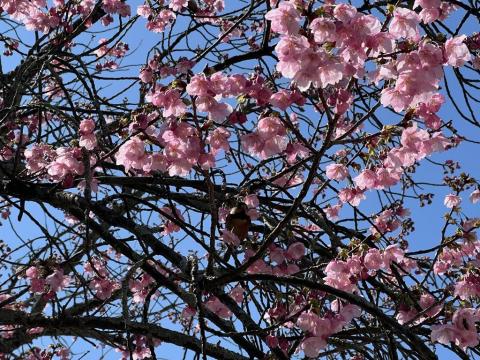 松山城 開花した陽光桜の花の蜜を吸うジョウビタキがかわいらしい（2026年3月19日）
