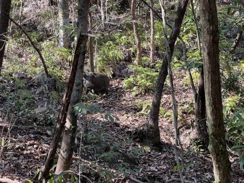 石手寺 イノシシを目撃 -愛宕山の古墳近辺-（2026年3月21日）