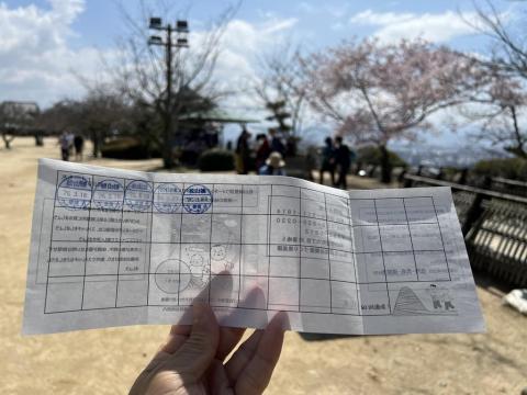 松山城の桜 開花状況 江戸彼岸桜が満開で見頃（2026年3月23日）