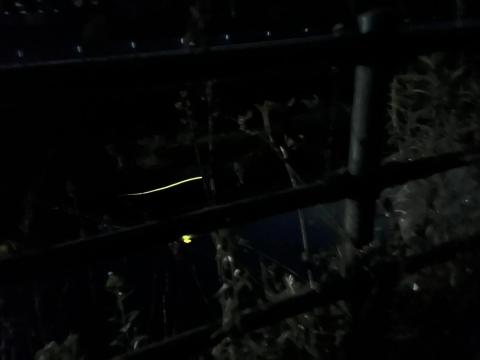 ホタルが見頃｜愛媛県内子町石畳地区（2026年5月31日）