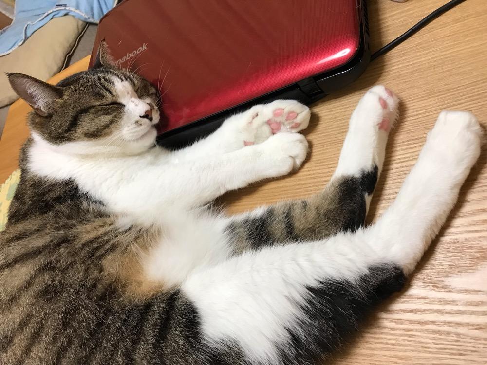 dynabookを枕にして幸せそうな寝顔の猫-ゆきお