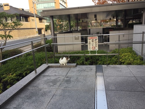 岡山県立図書館駐輪場前のスロープ近くで座る白くて丸々した猫
