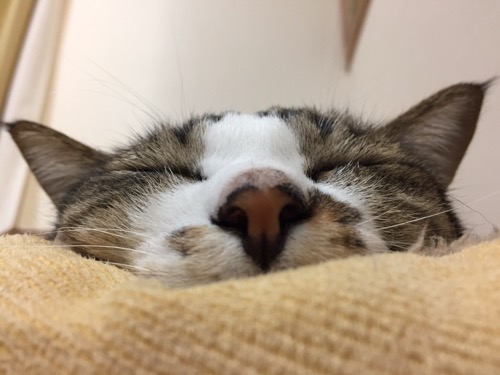 猫ベッドで幸せそうに眠る猫-ゆきおの寝顔