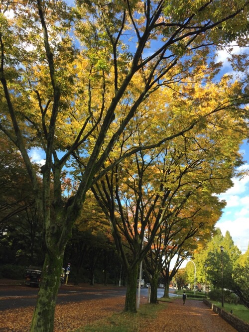 愛知県環境部南側の道に並ぶ美しく紅葉した木々