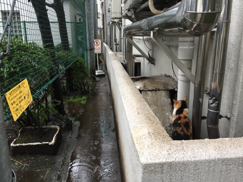 雨の中、背中を向けている猫-桜田公園にて