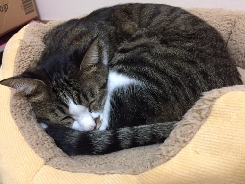 猫ベッドの上で巻貝ように丸まって幸せそうな顔で眠る猫-ゆきお